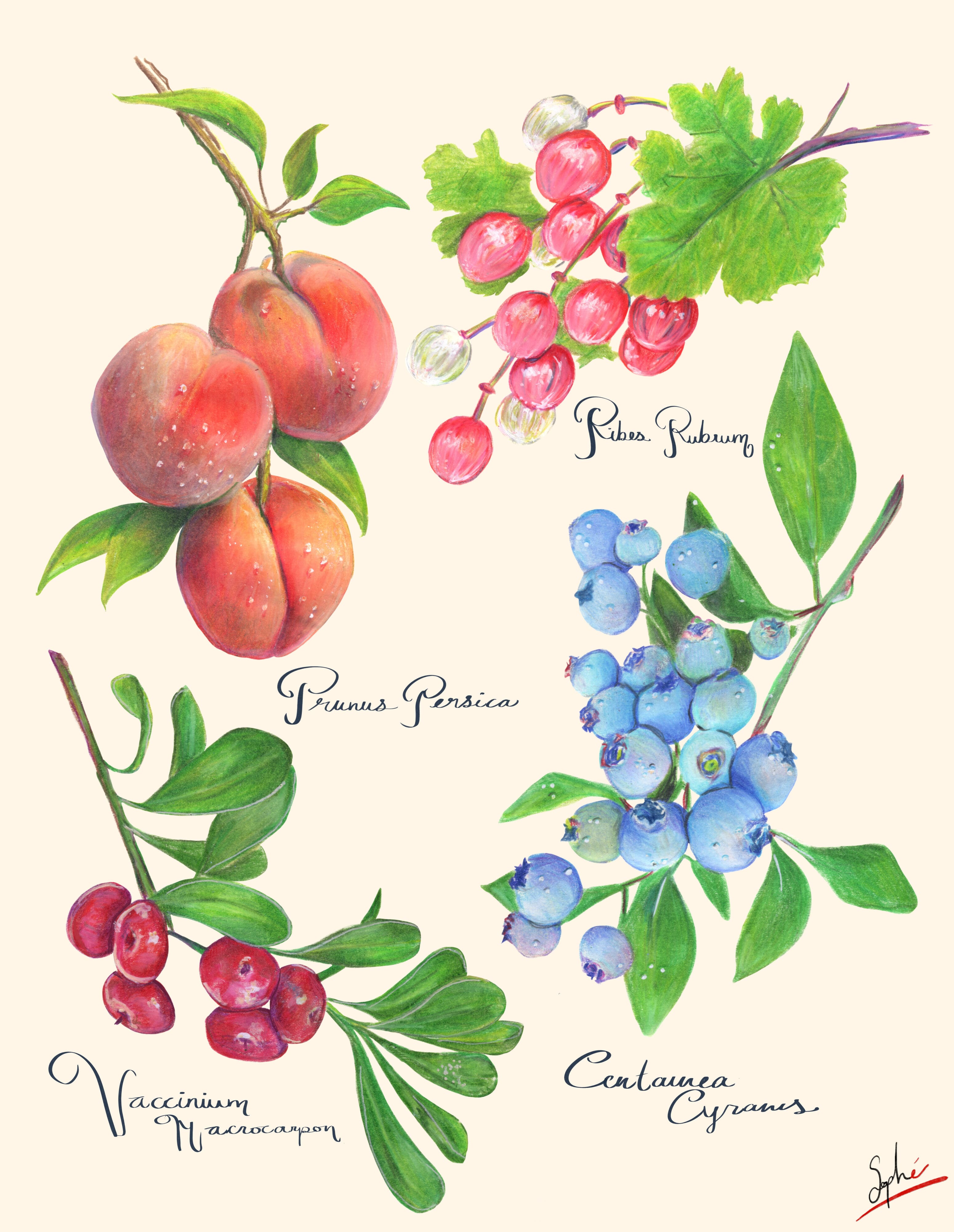 Fruits latins par Sophé