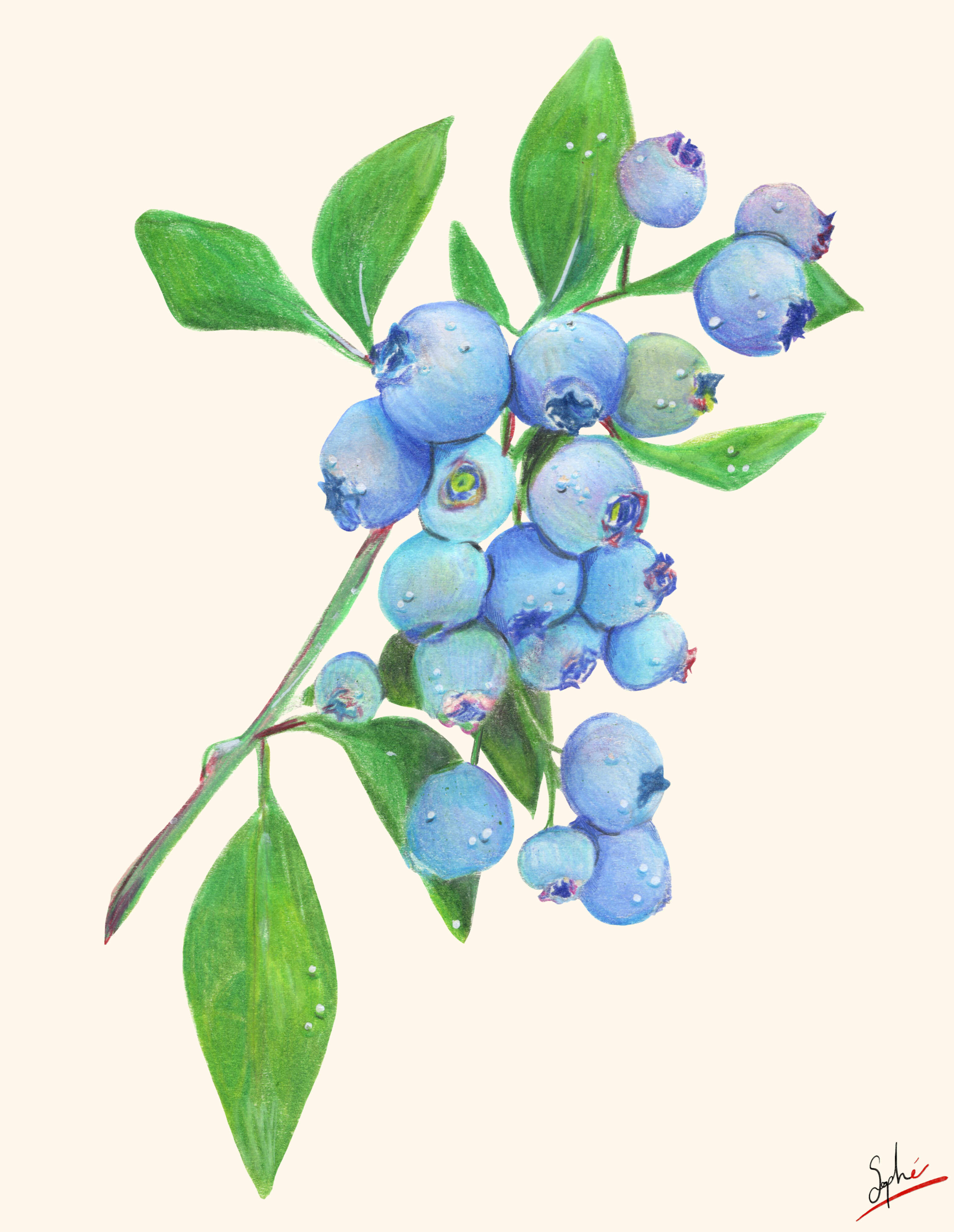 Bleuets par Sophé
