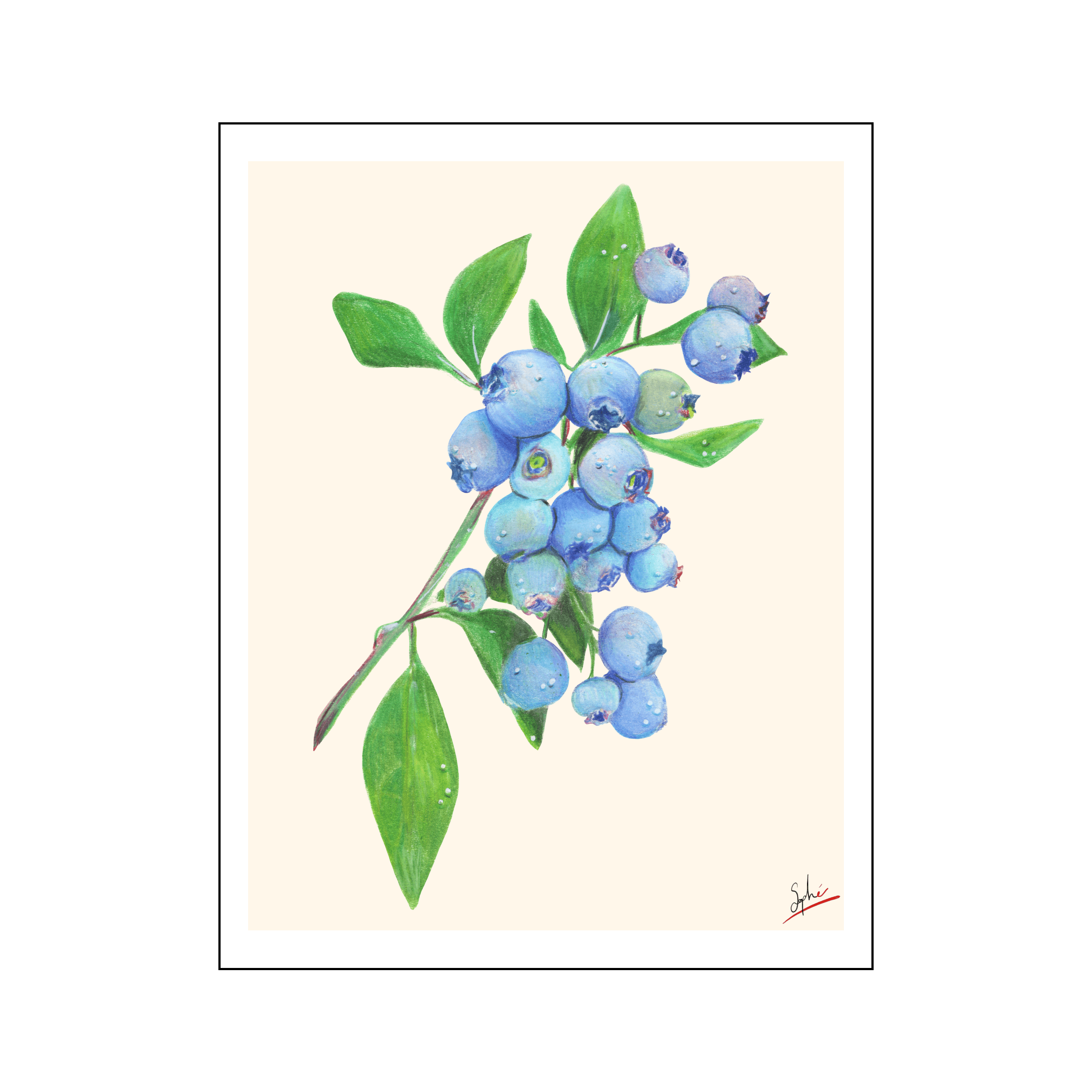 Bleuets par Sophé