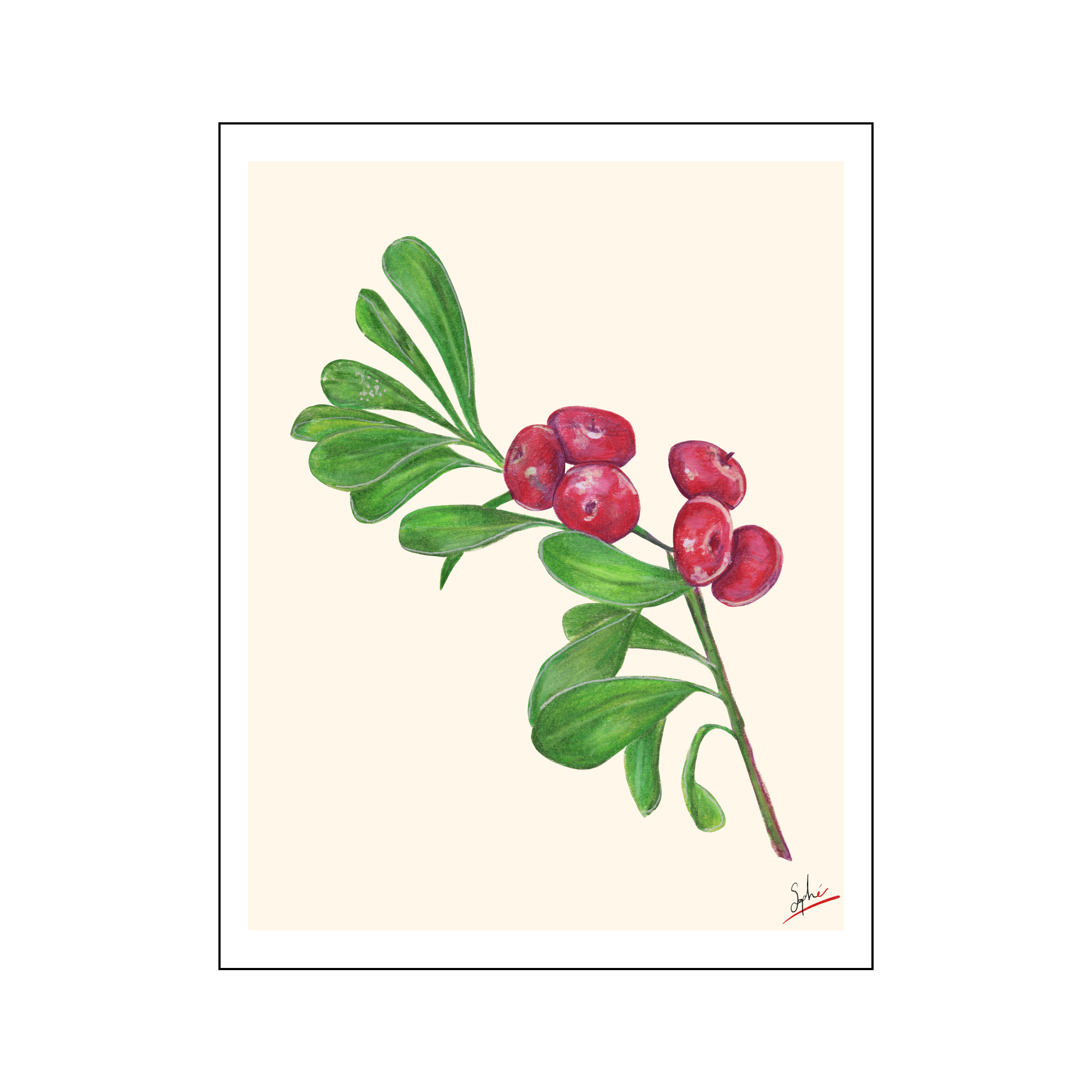 Canneberges par Sophé