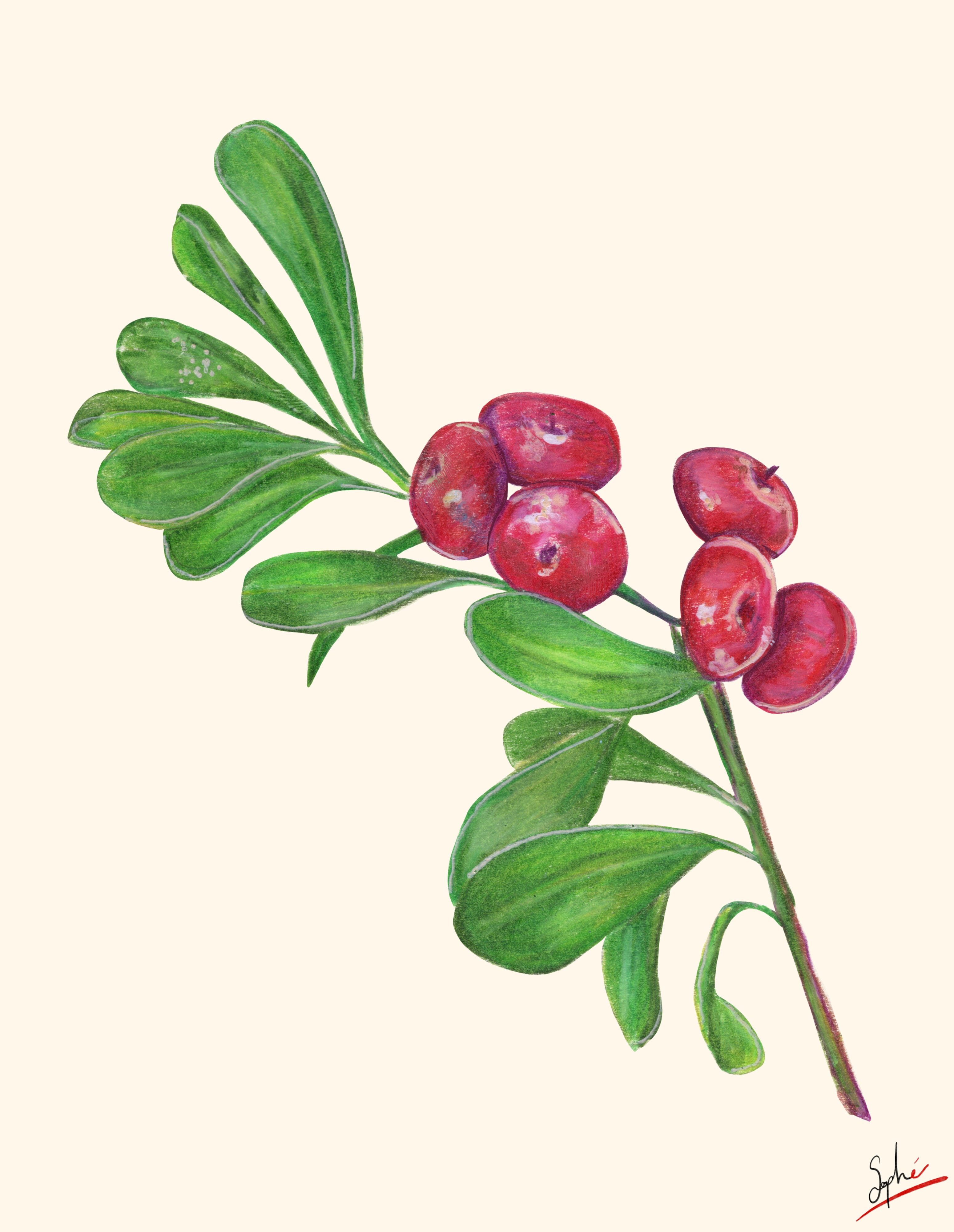Canneberges par Sophé