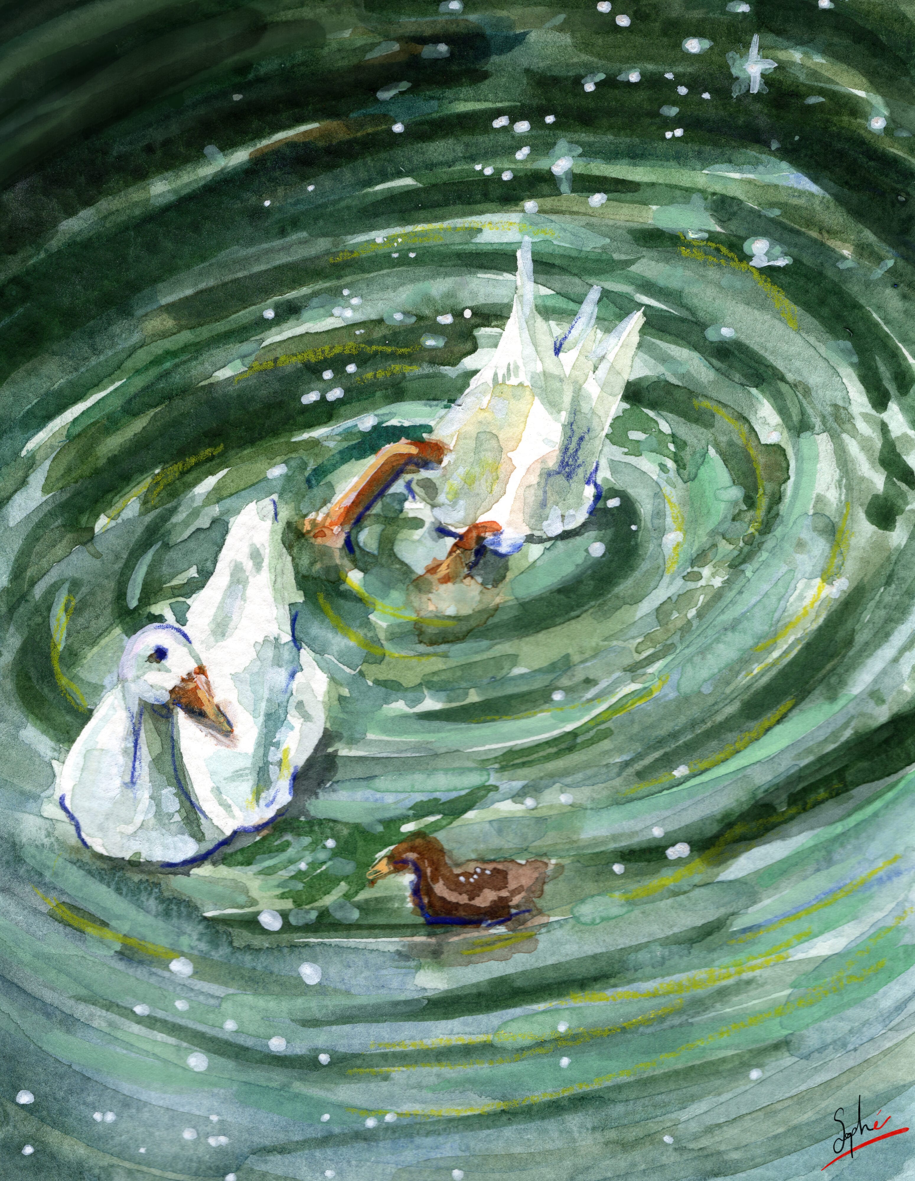 Canards dans l'eau par Sophé